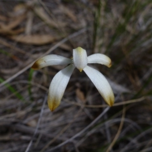 Caladenia ustulata at Point 103 - suppressed