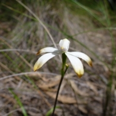 Caladenia ustulata at Point 103 - suppressed