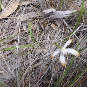 Caladenia ustulata at Point 103 - suppressed