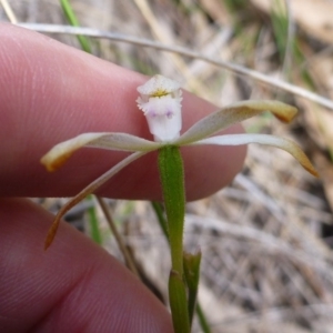 Caladenia ustulata at Point 103 - suppressed