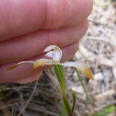 Caladenia ustulata at Point 103 - suppressed