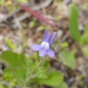 Linaria arvensis at Isaacs, ACT - 7 Oct 2016