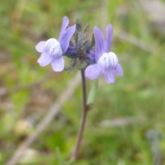 Linaria arvensis at Isaacs, ACT - 7 Oct 2016