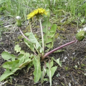 Taraxacum sect. Taraxacum at Weetangera, ACT - 8 Oct 2016