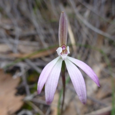 Caladenia fuscata (Dusky Fingers) at Point 103 - 8 Oct 2016 by Jenjen