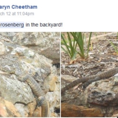 Varanus rosenbergi (Heath or Rosenberg's Monitor) at Bywong, NSW - 11 Mar 2016 by davidmcdonald