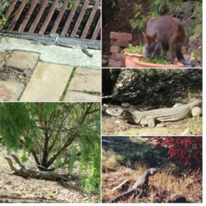 Varanus rosenbergi at Bywong, NSW - 15 Dec 2015