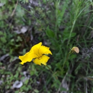 Goodenia pinnatifida at Watson, ACT - 8 Oct 2016 04:47 PM