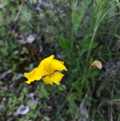 Goodenia pinnatifida (Scrambled Eggs) at Watson, ACT - 8 Oct 2016 by AaronClausen