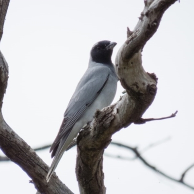 Coracina novaehollandiae (Black-faced Cuckooshrike) at Wallaroo, NSW - 8 Oct 2016 by CedricBear