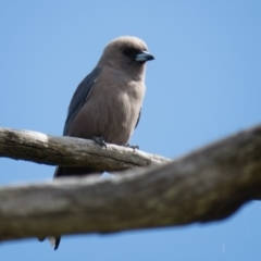 Artamus cyanopterus (Dusky Woodswallow) at Wallaroo, NSW - 7 Oct 2016 by CedricBear