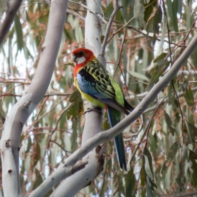 Platycercus eximius (Eastern Rosella) at Wallaroo, NSW - 8 Oct 2016 by CedricBear