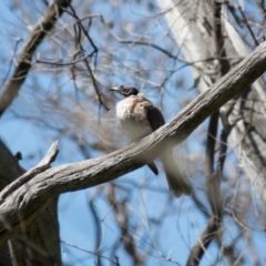 Philemon corniculatus (Noisy Friarbird) at Wallaroo, NSW - 7 Oct 2016 by CedricBear