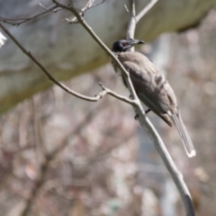 Philemon corniculatus at Wallaroo, NSW - 8 Oct 2016 09:47 AM