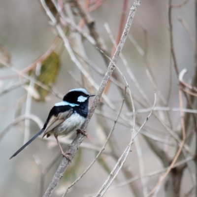 Malurus cyaneus (Superb Fairywren) at Wallaroo, NSW - 7 Oct 2016 by CedricBear