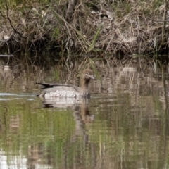 Chenonetta jubata (Australian Wood Duck) at Wallaroo, NSW - 7 Oct 2016 by CedricBear