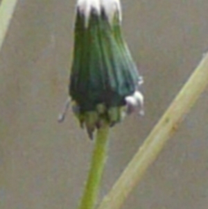 Taraxacum sect. Taraxacum at Weetangera, ACT - 8 Oct 2016 07:15 AM