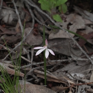 Caladenia fuscata at Point 85 - suppressed