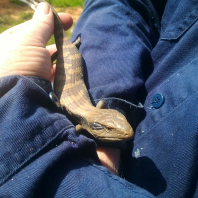 Tiliqua scincoides scincoides (Eastern Blue-tongue) at Sutton, NSW - 24 Sep 2016 by GarethQ