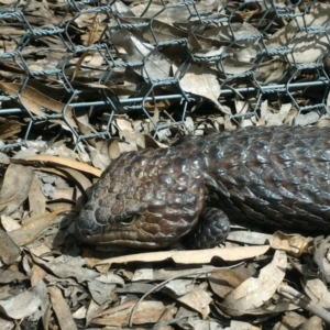 Tiliqua rugosa at Forde, ACT - 7 Oct 2016