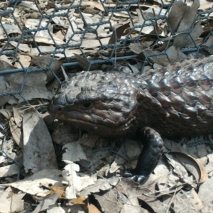 Tiliqua rugosa at Forde, ACT - 7 Oct 2016