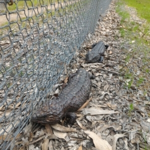 Tiliqua rugosa at Forde, ACT - 7 Oct 2016