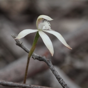 Caladenia ustulata at Point 85 - suppressed