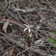 Caladenia ustulata at Point 85 - suppressed