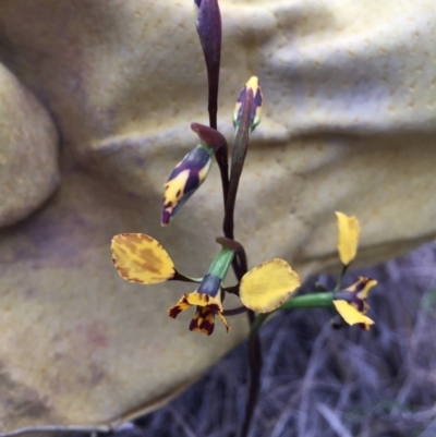 Diuris pardina (Leopard Doubletail) at Bungendore, NSW - 8 Oct 2016 by yellowboxwoodland