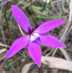 Glossodia major at Bungendore, NSW - suppressed