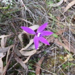 Glossodia major at Bungendore, NSW - suppressed