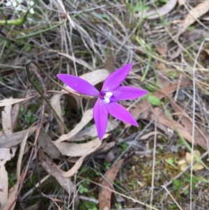 Glossodia major at Bungendore, NSW - 8 Oct 2016