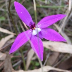 Glossodia major at Bungendore, NSW - 8 Oct 2016