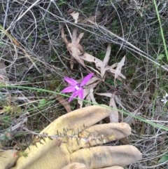 Glossodia major at Bungendore, NSW - 8 Oct 2016