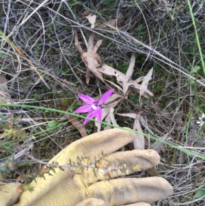 Glossodia major at Bungendore, NSW - suppressed