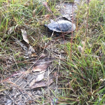 Chelodina longicollis (Eastern Long-necked Turtle) at Goorooyarroo NR (ACT) - 15 Dec 2012 by ibaird
