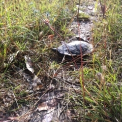 Chelodina longicollis at Goorooyarroo NR (ACT) - 16 Dec 2012 08:31 AM