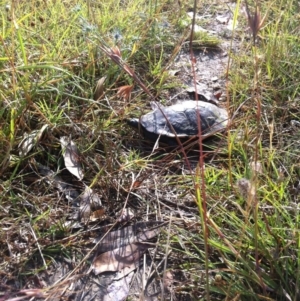 Chelodina longicollis at Goorooyarroo NR (ACT) - 16 Dec 2012 08:31 AM