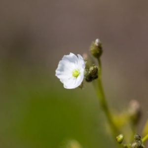 Drosera gunniana at Murrumbateman, NSW - 8 Oct 2016 12:42 PM