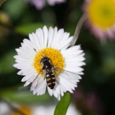 Melangyna viridiceps (Hover fly) at Murrumbateman, NSW - 7 Oct 2016 by SallyandPeter