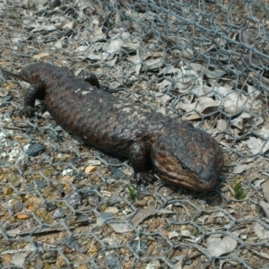 Tiliqua rugosa at Forde, ACT - 7 Oct 2016 11:29 AM