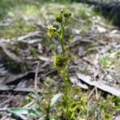 Drosera gunniana (Pale Sundew) at Mount Taylor - 2 Oct 2016 by SkyFire747