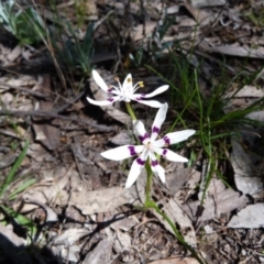 Wurmbea dioica subsp. dioica (Early Nancy) at Mount Taylor - 2 Oct 2016 by SkyFire747