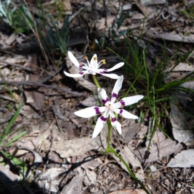 Wurmbea dioica subsp. dioica (Early Nancy) at Kambah, ACT - 2 Oct 2016 by SkyFire747