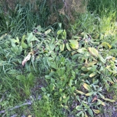 Echium plantagineum at Watson, ACT - 8 Oct 2016 11:13 PM