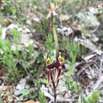 Caladenia actensis (Canberra Spider Orchid) at  - suppressed by AaronClausen