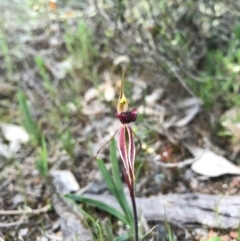 Caladenia actensis at suppressed - 8 Oct 2016