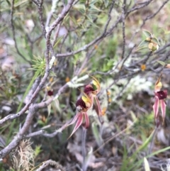 Caladenia actensis at suppressed - 8 Oct 2016