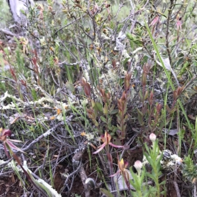 Caladenia actensis (Canberra Spider Orchid) at Majura, ACT - 8 Oct 2016 by AaronClausen