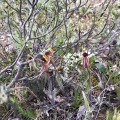 Caladenia actensis at suppressed - suppressed